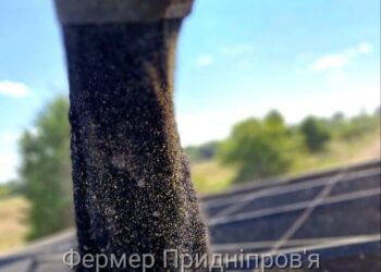 У ЄС врожай ріпаку цього сезону перевищив очікування