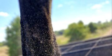 У ЄС врожай ріпаку цього сезону перевищив очікування