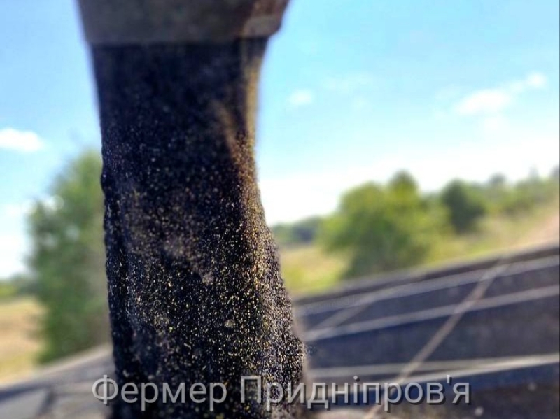 У ЄС врожай ріпаку цього сезону перевищив очікування