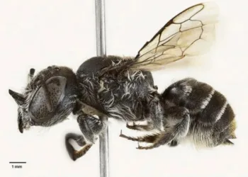 В Австралії вчені відкрили новий вид бджіл: через крихітні ріжки на голові його назвали “Люцифер”