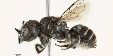 В Австралії вчені відкрили новий вид бджіл: через крихітні ріжки на голові його назвали “Люцифер”