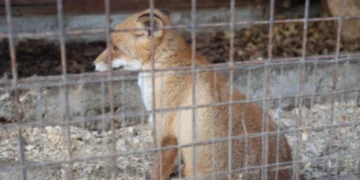 Війна змінила ареал: чому лисиці з’являються в центрі Луцька