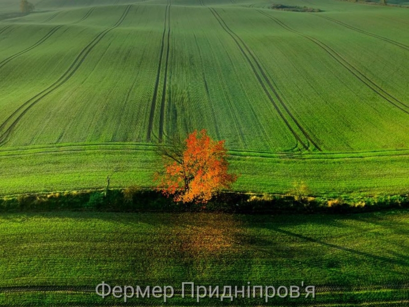 Вплив погодних чинників на розвиток сільгоспкультур цієї осені