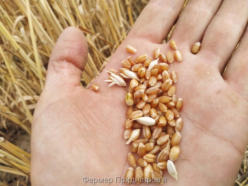 Закупівельні ціни на пшеницю в Україні протягом тижня практично не змінились