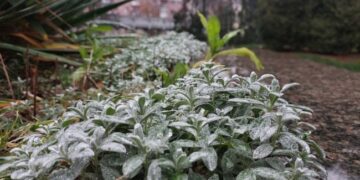 Зима прийде в кінці листопада