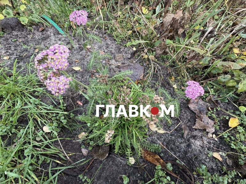 Київ зустрів найкоротший день року аномальним цвітінням рослин (фото)