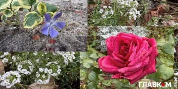 Київ зустрів найкоротший день року аномальним цвітінням рослин (фото)