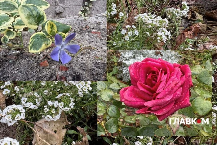 Київ зустрів найкоротший день року аномальним цвітінням рослин (фото)