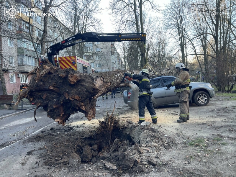 У Запоріжжі через сильний вітер дерево впало на припарковані авто