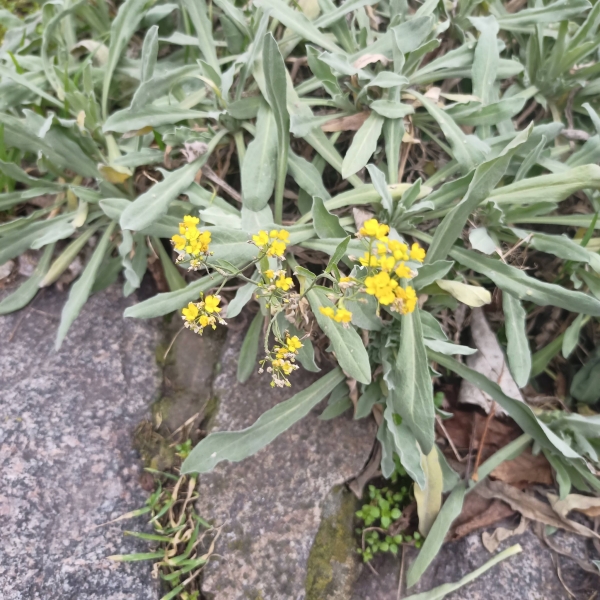 Київ зустрів найкоротший день року аномальним цвітінням рослин (фото)
