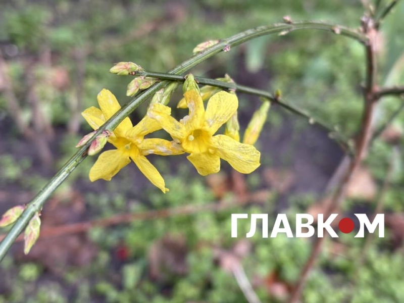 Київ зустрів найкоротший день року аномальним цвітінням рослин (фото)