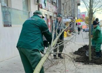 Не нові дерева: чому у Харкові знову висаджують липи та клени