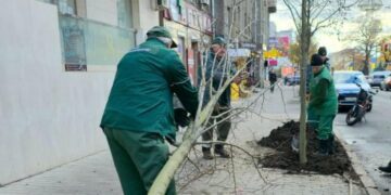 Не нові дерева: чому у Харкові знову висаджують липи та клени