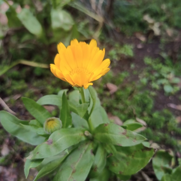 Київ зустрів найкоротший день року аномальним цвітінням рослин (фото)