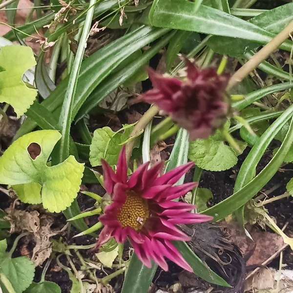 Київ зустрів найкоротший день року аномальним цвітінням рослин (фото)