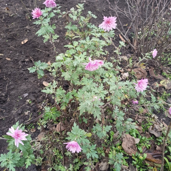 Київ зустрів найкоротший день року аномальним цвітінням рослин (фото)