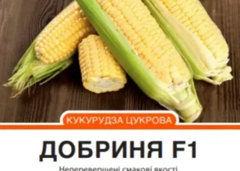 Ранні та пізні сорти цукрової кукурудзи