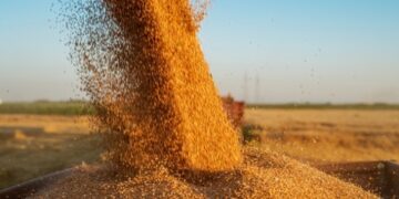 Молдова скасує обмеження на імпорт зерна з України