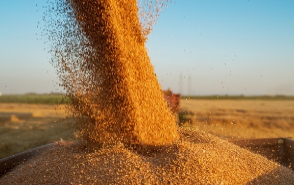 Молдова скасує обмеження на імпорт зерна з України Молдова скасує обмеження на імпорт зерна з України