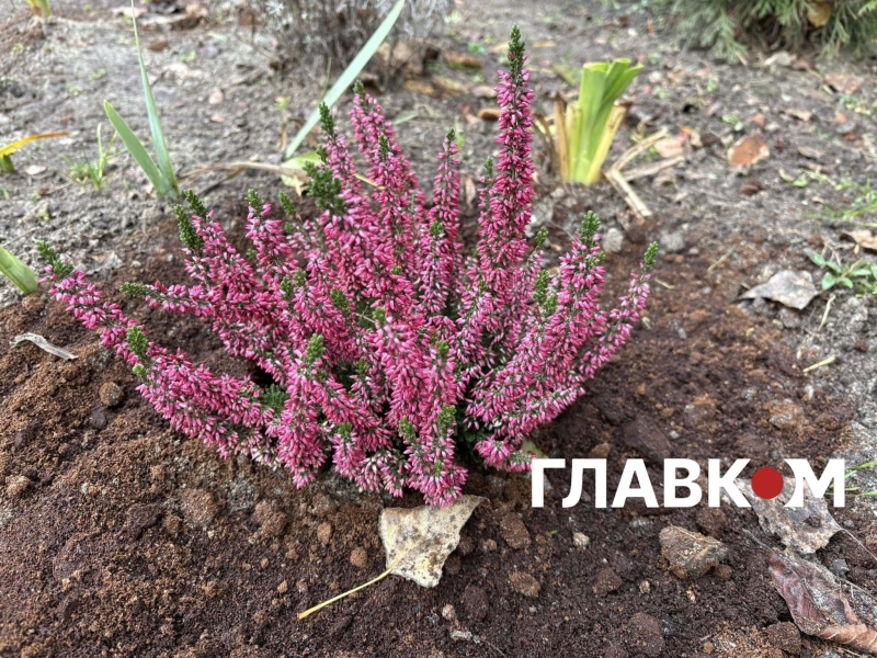 Київ зустрів найкоротший день року аномальним цвітінням рослин (фото)