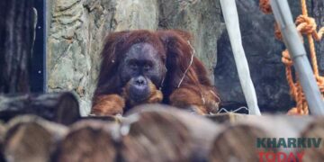 У Харкові збираються витратити 100 мільйонів гривень на зоопарк