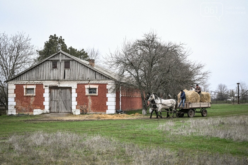 У Запорізькій області з кінного заводу, який знаходиться за кілька десятків кілометрів від фронту, частково евакуюють скакунів, - ФОТОРЕПОРТАЖ