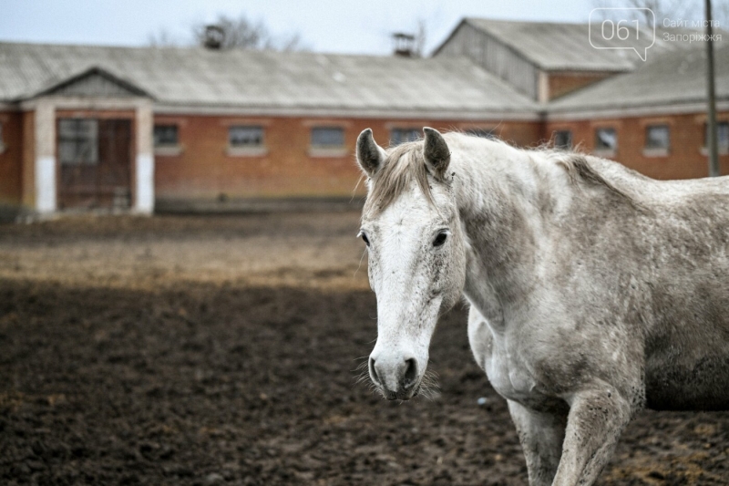 У Запорізькій області з кінного заводу, який знаходиться за кілька десятків кілометрів від фронту, частково евакуюють скакунів, - ФОТОРЕПОРТАЖ