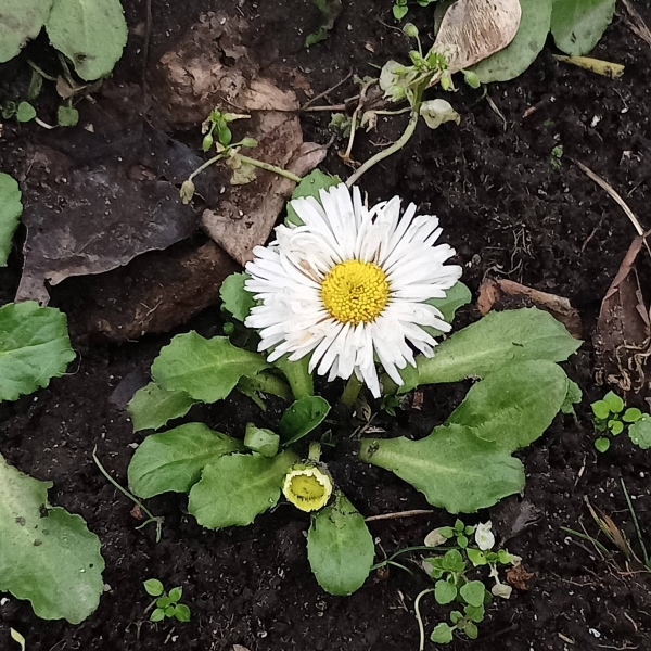 Київ зустрів найкоротший день року аномальним цвітінням рослин (фото)