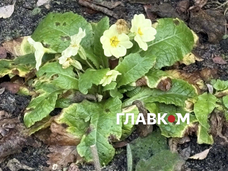 Київ зустрів найкоротший день року аномальним цвітінням рослин (фото)