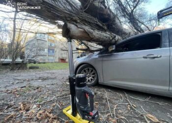 У Запоріжжі через сильний вітер дерево впало на припарковані авто