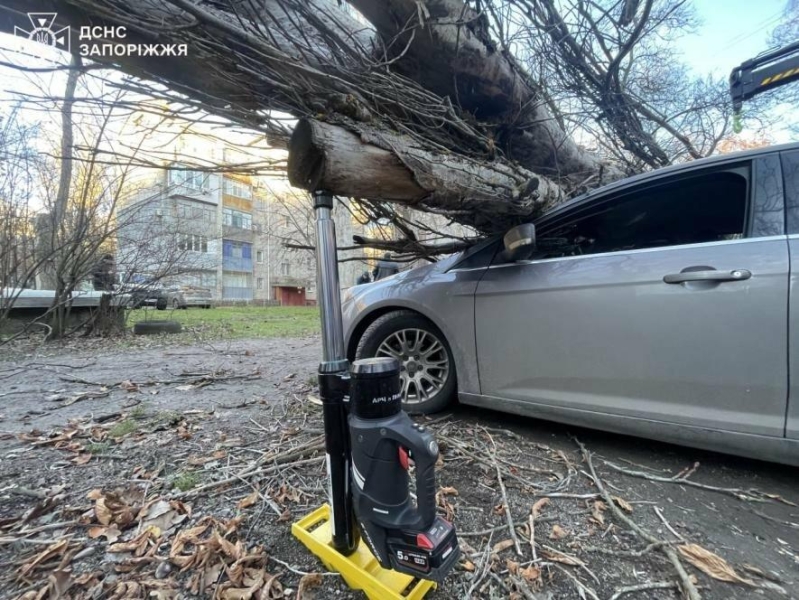 У Запоріжжі через сильний вітер дерево впало на припарковані авто