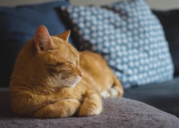 Кішки частіше  розмовляють  із чоловіками, ніж із жінками – вчені