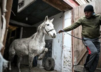 У Запорізькій області з кінного заводу, який знаходиться за кілька десятків кілометрів від фронту, частково евакуюють скакунів, – ФОТОРЕПОРТАЖ