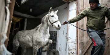У Запорізькій області з кінного заводу, який знаходиться за кілька десятків кілометрів від фронту, частково евакуюють скакунів, – ФОТОРЕПОРТАЖ