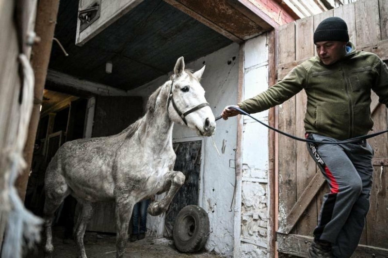 У Запорізькій області з кінного заводу, який знаходиться за кілька десятків кілометрів від фронту, частково евакуюють скакунів, - ФОТОРЕПОРТАЖ