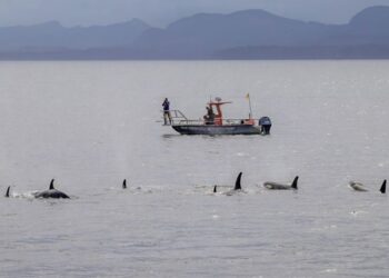 Косатки й дельфіни виявилися мисливським тандемом