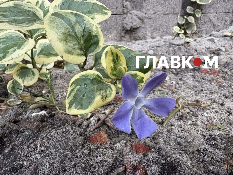 Київ зустрів найкоротший день року аномальним цвітінням рослин (фото)