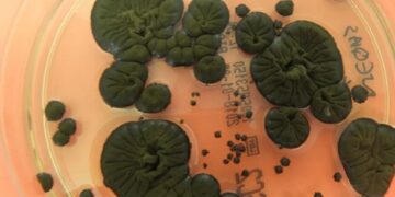 NASA розглядає чорнобильські гриби як новий захист від радіації в космосі