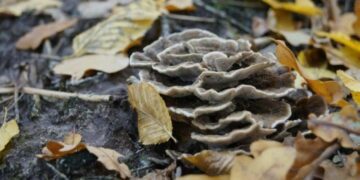 На Тернопільщині виявили унікальний гриб, без якого ліси не вижили б (фото)