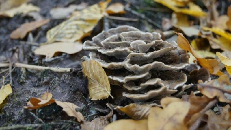 На Тернопільщині виявили унікальний гриб, без якого ліси не вижили б (фото)