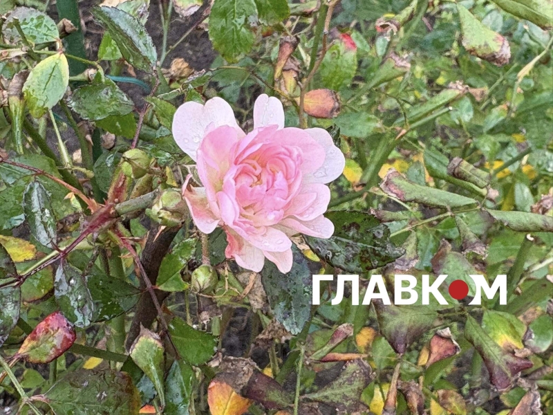 Київ зустрів найкоротший день року аномальним цвітінням рослин (фото)