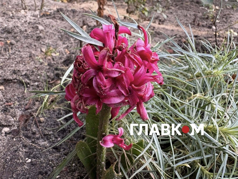 Київ зустрів найкоротший день року аномальним цвітінням рослин (фото)