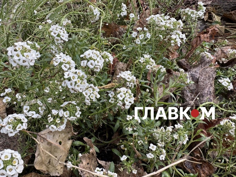 Київ зустрів найкоротший день року аномальним цвітінням рослин (фото)