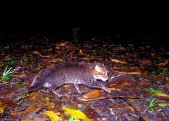 У Таїланді вперше за 30 років зафіксували рідкісну дику кішку