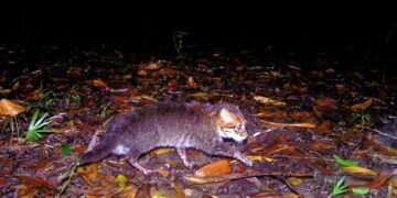 У Таїланді вперше за 30 років зафіксували рідкісну дику кішку