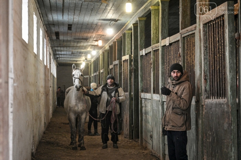 У Запорізькій області з кінного заводу, який знаходиться за кілька десятків кілометрів від фронту, частково евакуюють скакунів, - ФОТОРЕПОРТАЖ