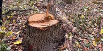 «Нарубали» на 100 тисяч: на Охтирщині судитимуть майстра лісу, який крав дуби