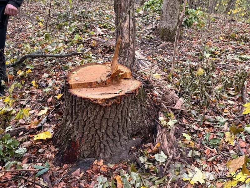 «Нарубали» на 100 тисяч: на Охтирщині судитимуть майстра лісу, який крав дуби