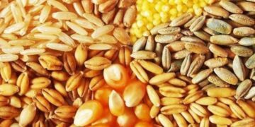 Основним напрямком експорту української кукурудзи є Європа