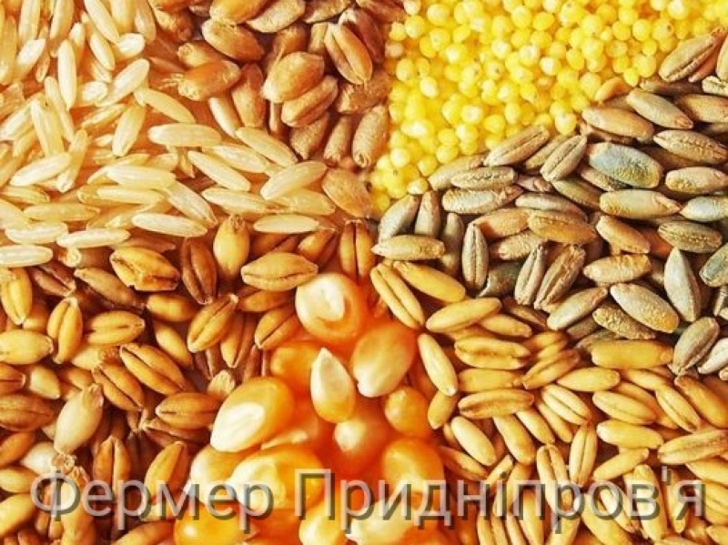 Основним напрямком експорту української кукурудзи є Європа